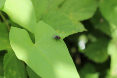 Limnophora obsignata