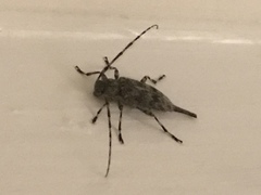 Graphisurus fasciatus