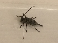 Graphisurus fasciatus