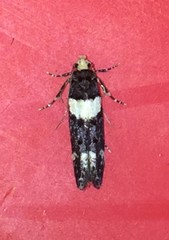 Recurvaria leucatella