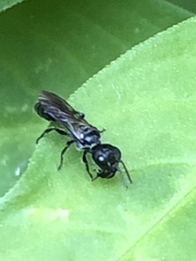 Pemphredonina