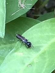 Pemphredonina