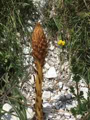 Orobanche elatior