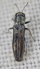 Agrilus laticornis