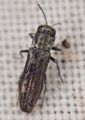 Agrilus laticornis