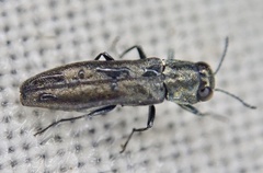 Agrilus laticornis