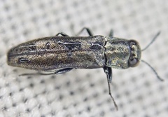 Agrilus laticornis