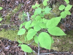 Lonicera canadensis