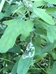 Chrysoesthia sexguttella