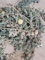 Citrullus colocynthis