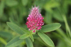 Trifolium rubens