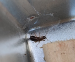 Forficula auricularia