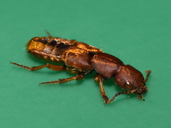 Platydracus vittatus