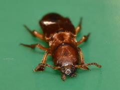 Platydracus vittatus