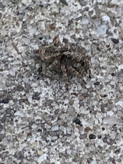 Pseudeuophrys erratica