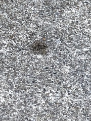 Pseudeuophrys erratica