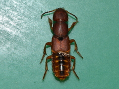Platydracus vittatus
