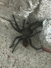 Dugesiella anitahoffmannae