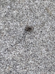 Pseudeuophrys erratica