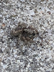 Pseudeuophrys erratica