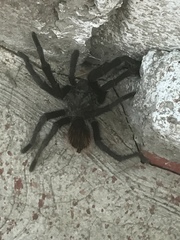 Dugesiella anitahoffmannae