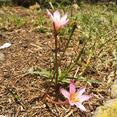 Zephyranthes fosteri
