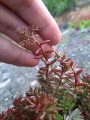 Sedum album