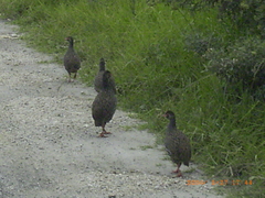 Pternistis afer castaneiventer