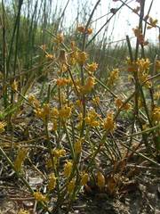 Ephedra distachya
