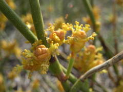 Ephedra distachya
