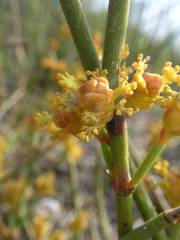 Ephedra distachya