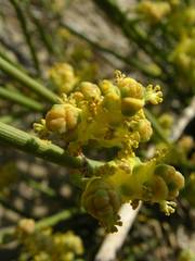 Ephedra distachya