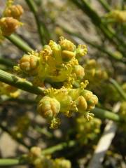 Ephedra distachya