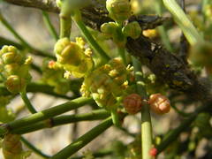 Ephedra distachya