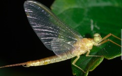 Potamanthus luteus