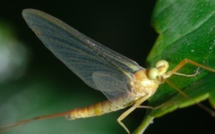 Potamanthus luteus
