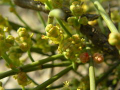 Ephedra distachya