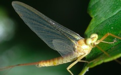 Potamanthus luteus