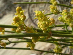 Ephedra distachya