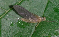 Serratella ignita