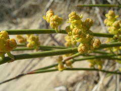 Ephedra distachya