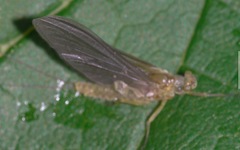 Serratella ignita