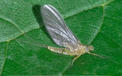 Serratella ignita