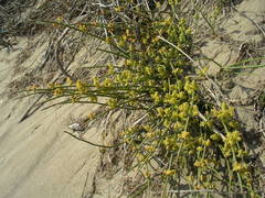 Ephedra distachya