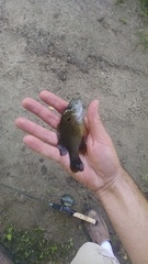 Lepomis cyanellus