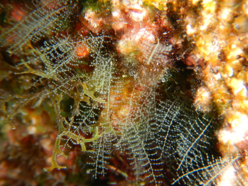 Halopteris liechtensternii
