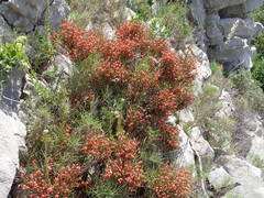 Ephedra major