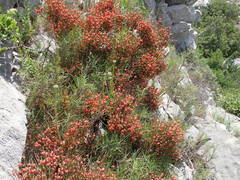 Ephedra major