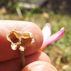 Zephyranthes fosteri