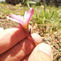 Zephyranthes fosteri